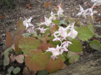/album/fotogalerie-nabidka/epimedium-pauciflorum-jpg1/